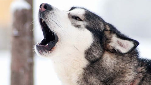 是什么让二哈抽泣落泪,二哈有泪不轻弹,只是未到伤心处