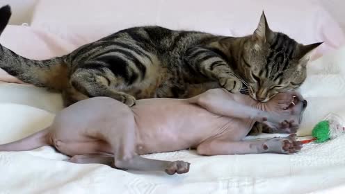 猫交尾 腾讯视频