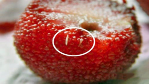 一颗草莓上有多少"虫子"?显微镜放大800倍,看完再也不吃了!