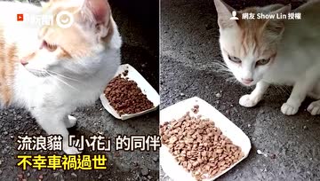 泪崩了，同伴车祸去世，流浪猫坐在遗体前嚎啕大哭
