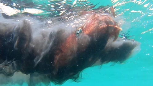 川上一輝 腾讯视频