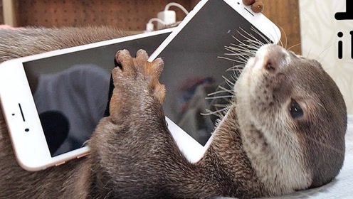 趣味乐生活:小动物玩手机趣事