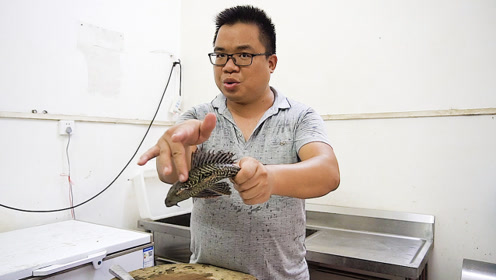 风雨无阻,肥仔继续吃清道夫,这次煮的又不够吃了