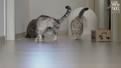 纸盒子猫屋 腾讯视频