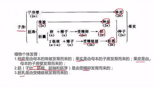 胚乳 腾讯视频