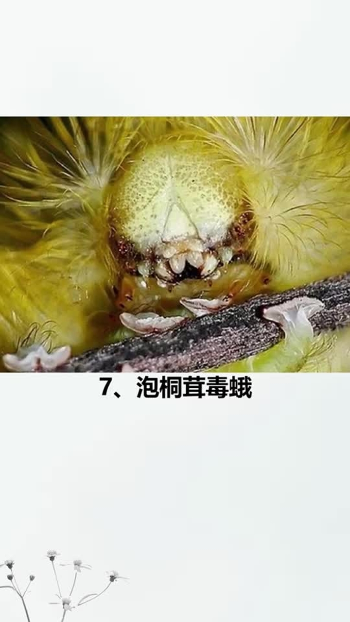 十大最恐怖的虫子图片图片