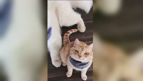 蜂妹与狗狗猫 腾讯视频