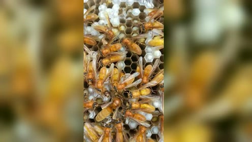 这就是我们云南这边的小夜蜂,涨势不错,小夜蜂太漂亮了!