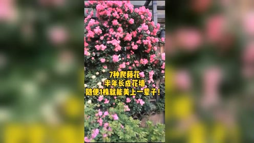 須藤凜花showroom 腾讯视频