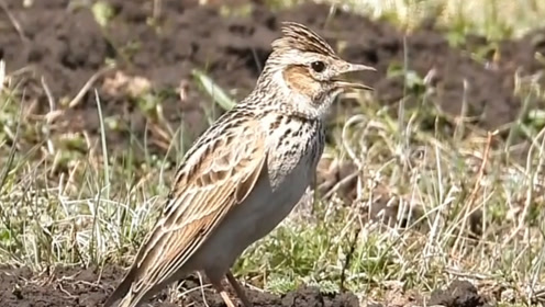 大自然云雀鸣唱,小时候经常听到的鸟叫声,很是怀念