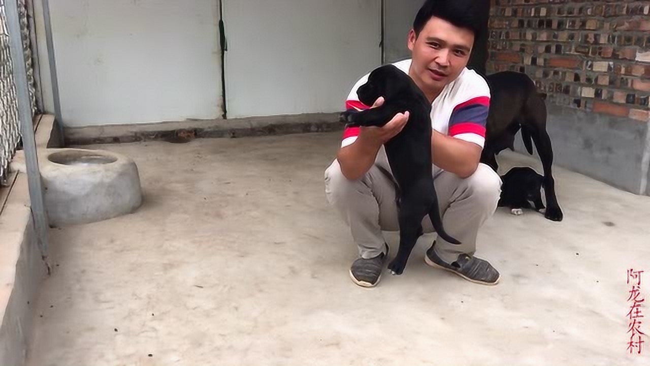 曾被许多国家禁养的猛犬,30天打第一针疫苗,看看幼犬你喜欢吗?