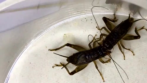 斗蛐蛐,将军遇上虫王,一山不容二虎,牙齿都打断了,惨烈