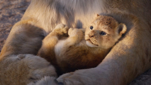 辛巴出生!小狮子实在太可爱了,整个动物王国都欢呼了起来