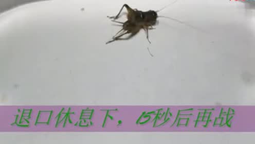 百虫将军 腾讯视频