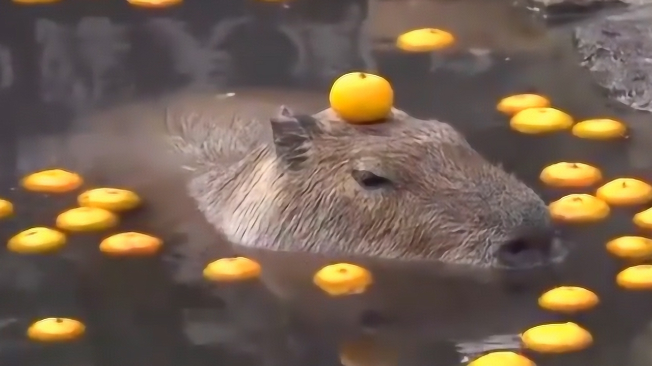 日本水豚泡温泉头顶橘子一动不动,呆萌可爱吸引无数游客