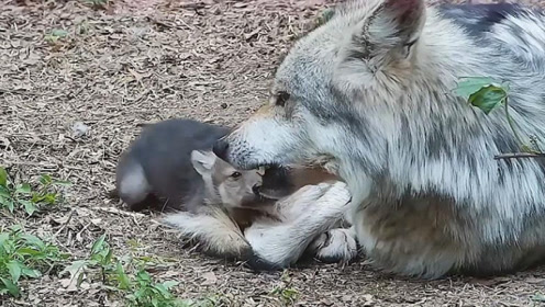 母狼离世,狼爸爸独自抚养幼崽,凶狠的公狼也有温柔的一面