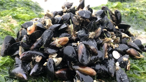 海虹又名青口淡菜,小倪赶海捡海虹都是一串一串,一会就爆桶