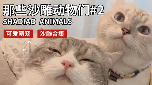 搞笑爆笑萌可爱动物超搞笑爆笑瞬间猫 腾讯视频