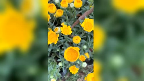 瀛花秋韵 腾讯视频