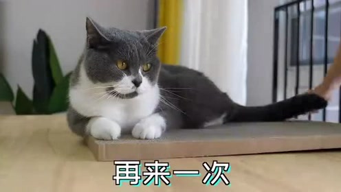 3只小猫 腾讯视频