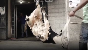 这些动物和我们一样能感受痛苦，你愿意帮助结束这场悲剧吗？