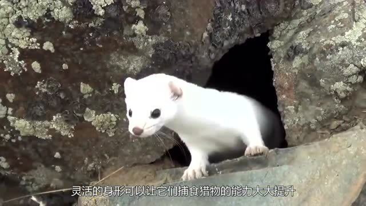 伶鼬(鼬科鼬属动物)_搜狗百科