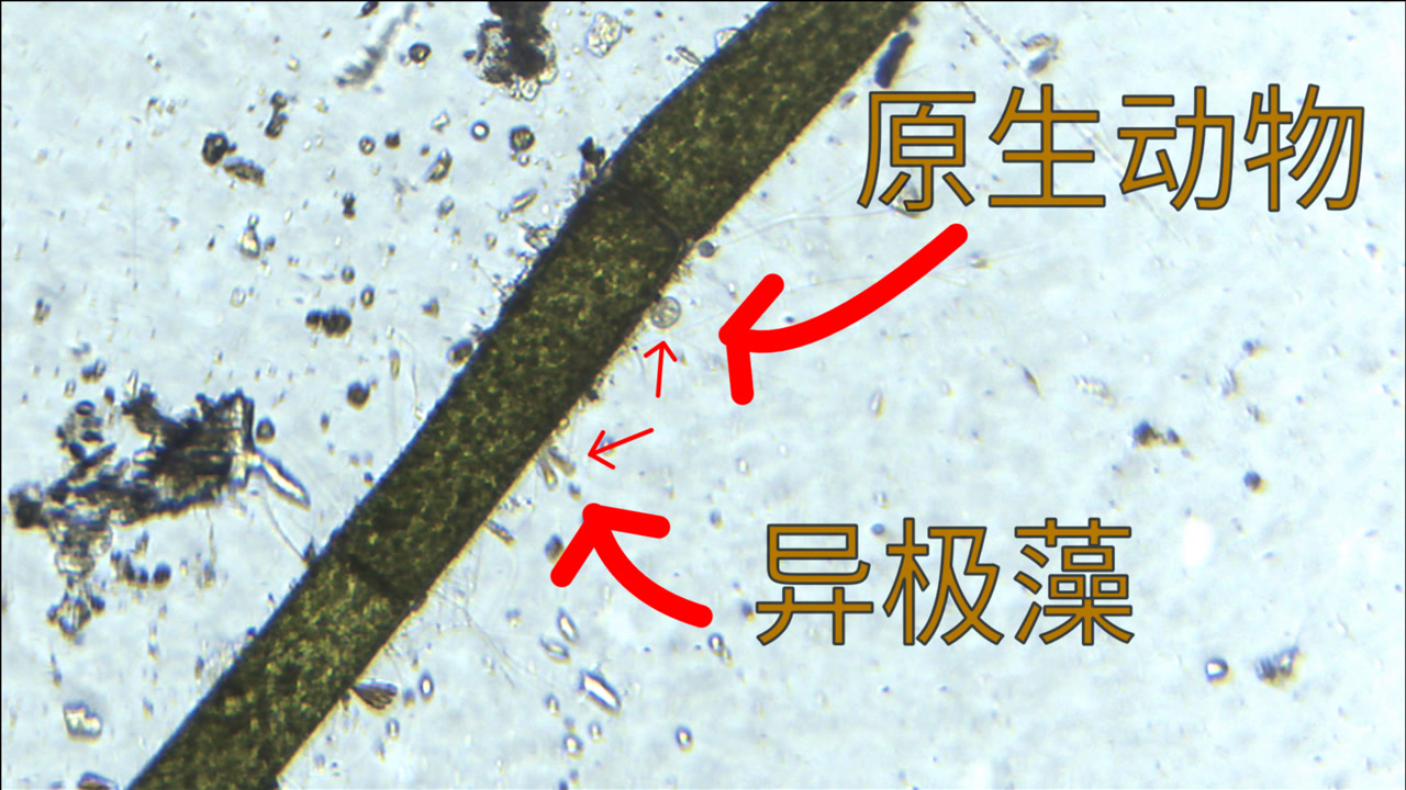 鱼缸里的小可爱们