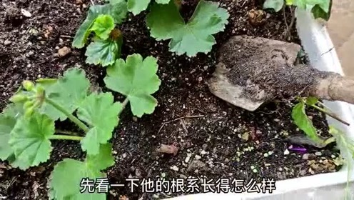 盆栽用土 腾讯视频