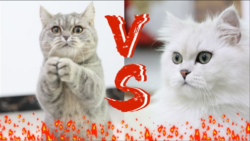 主人撸猫上瘾,猫咪拔腿就跑,嘴里还叫个不停!猫咪是在骂我吗?
