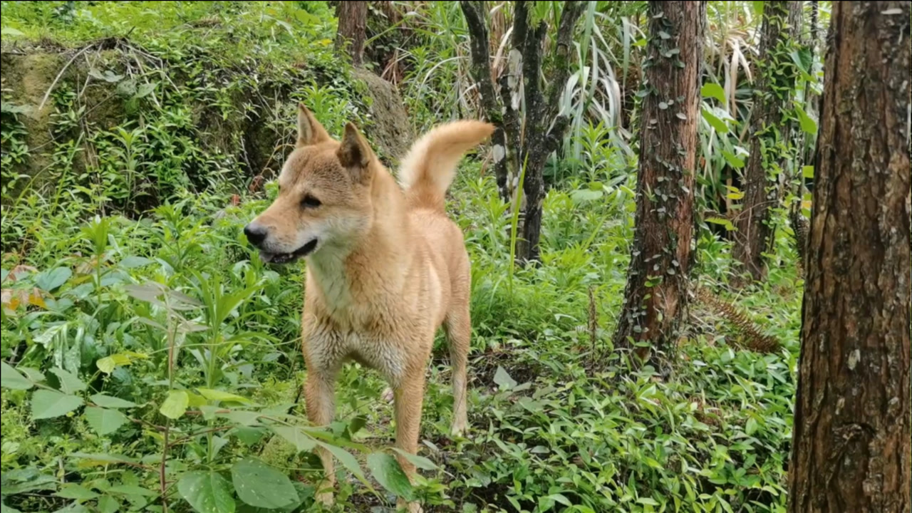 中华田园犬,从小在山里长大的狗狗,整座山都是它的游乐场