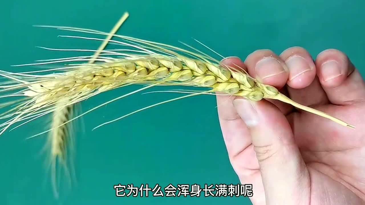 麦穗 作物组成部分 搜狗百科