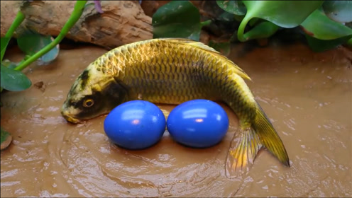 搞笑定格动画:鱼妈妈产下蛋宝宝,小鱼们都以为是蓝宝石!