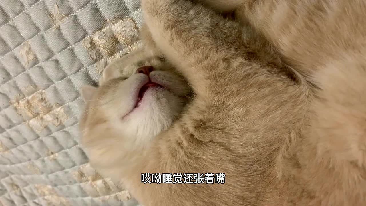 猫咪张着嘴睡觉,应该是做梦在吃东西吧!