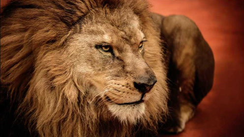 狂暴凶狮2:狂暴凶残的狮子闯入,城市中上演人狮大战