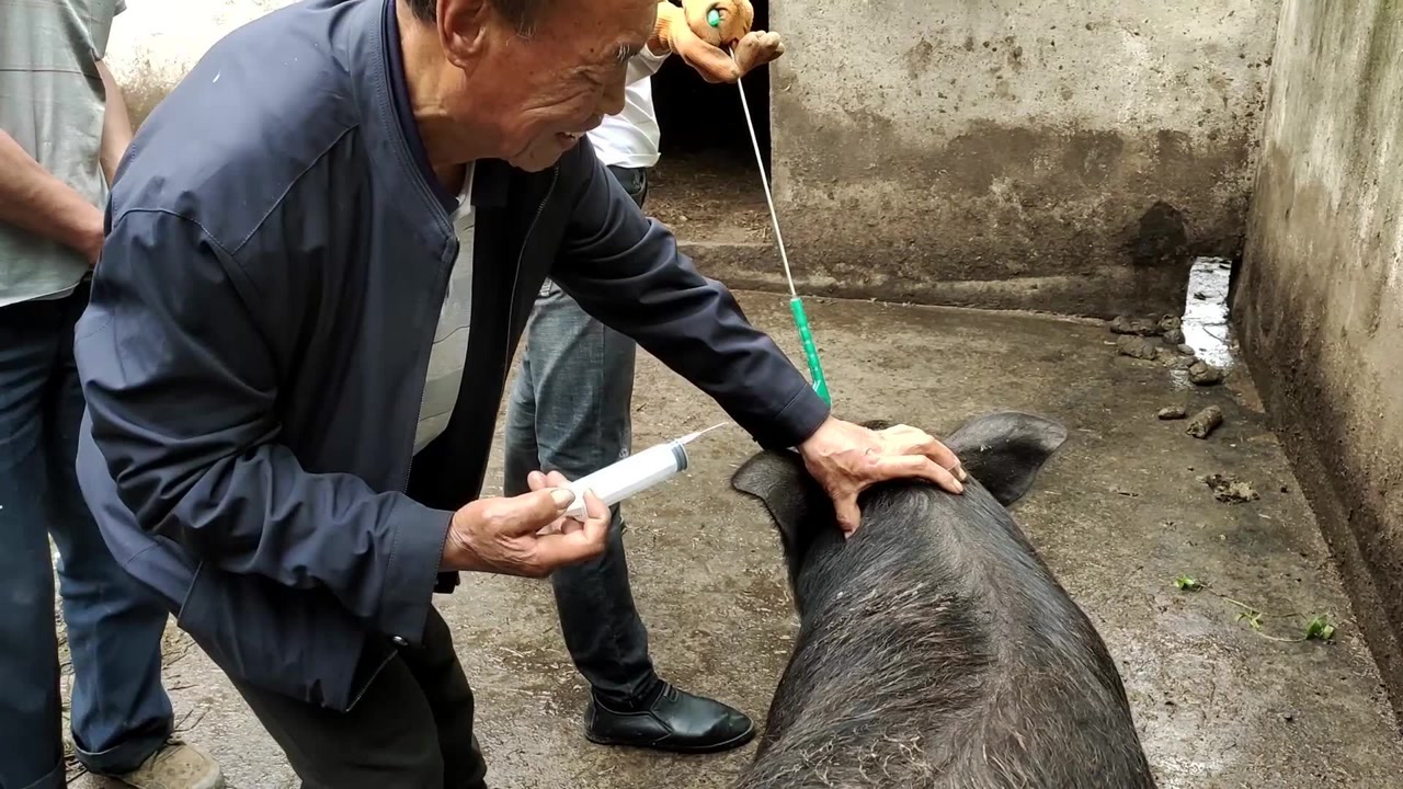 老母豬感冒了,請來獸醫給豬打針,專門找兩個鋼絲套把它穩住