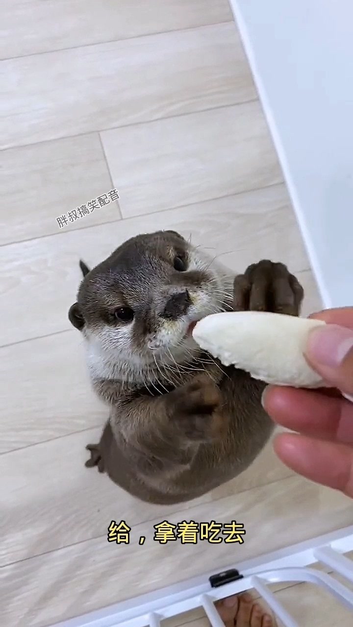 可爱小貂卖萌要吃的,太可爱了