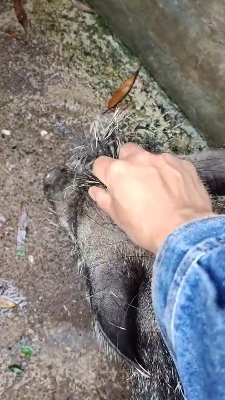 这猪脱发很严重啊,用霸王了吗?