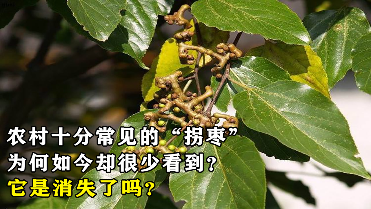 拐枣(鼠李科枳椇属植物)_搜狗百科