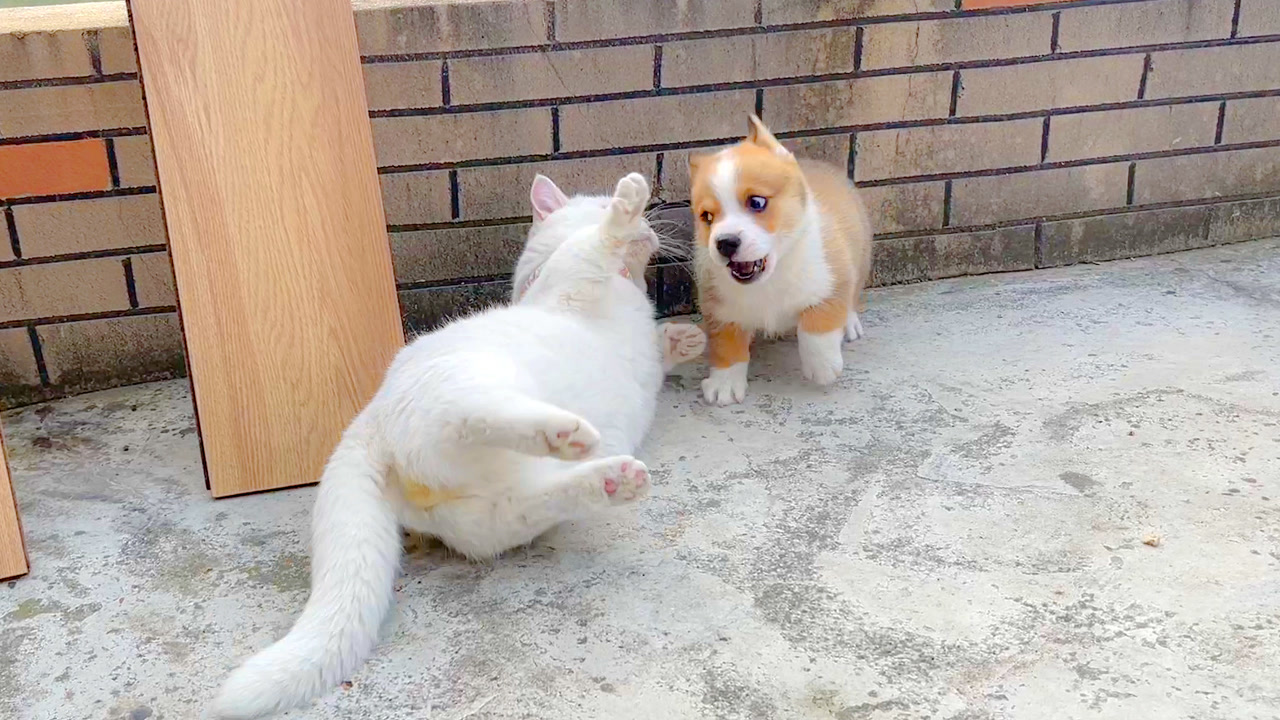 小短腿之间的战争!小柯基大战矮脚猫,根本就是半斤对八两嘛!