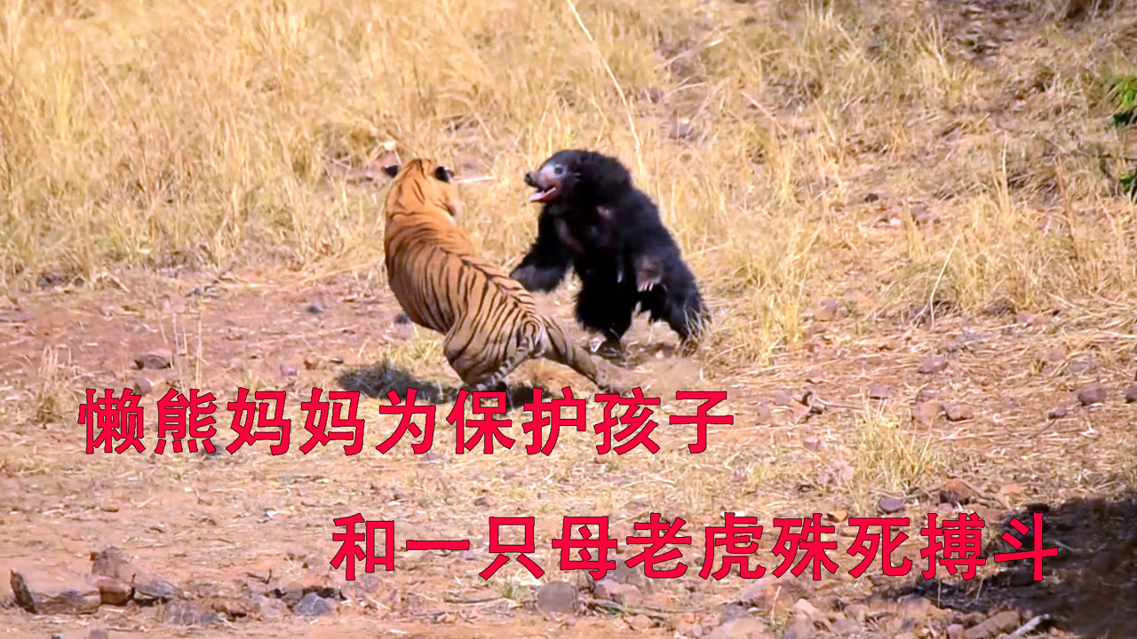 懒熊(熊科懒熊属动物)_搜狗百科