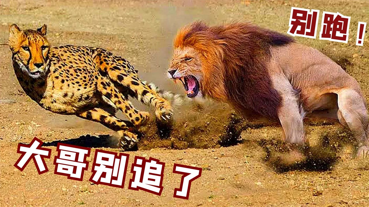 雄狮捕食猎豹双方激烈厮杀,谁料猎豹爬树逃跑,狮子这下傻眼了