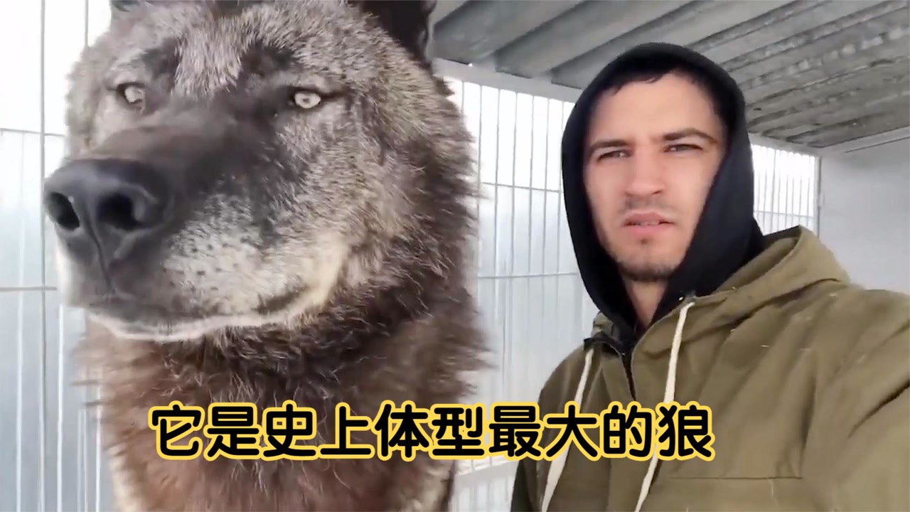 它是史上体型最大的狼,身长2米,就连藏獒都能轻易秒杀!