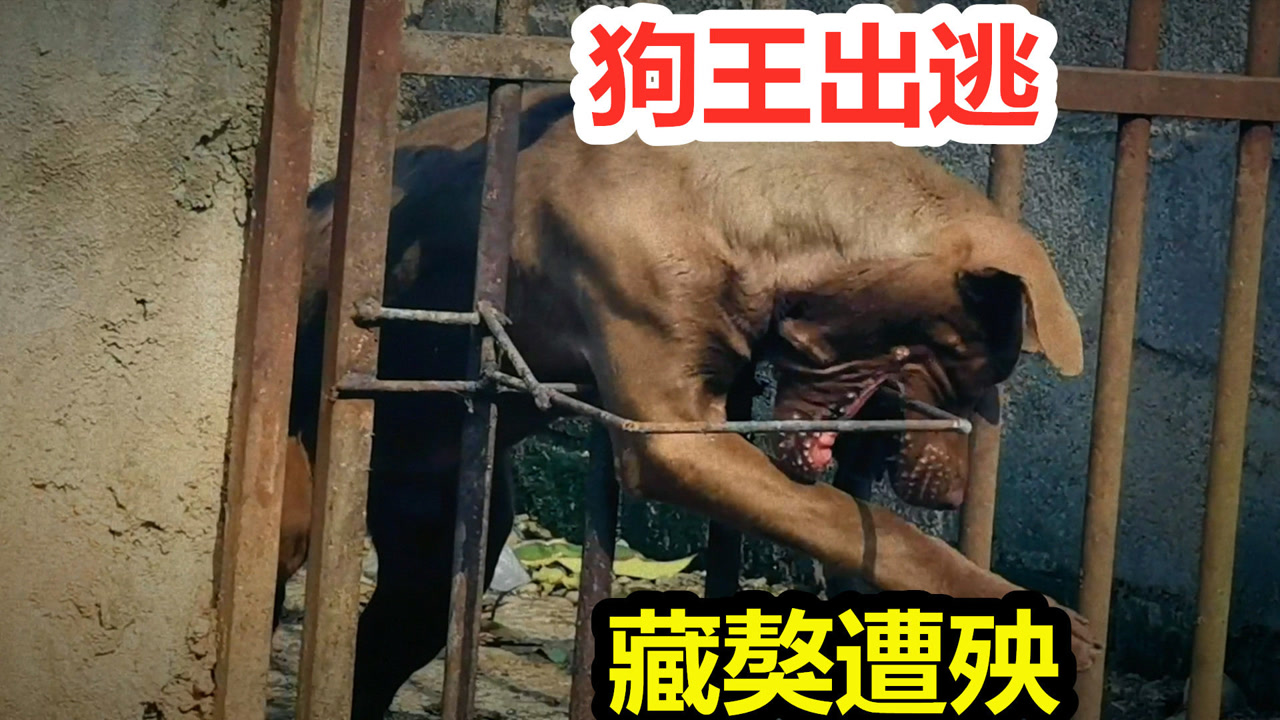 狗王比特犬狂怒,准备咬破牢笼,藏獒在它面前不堪一击