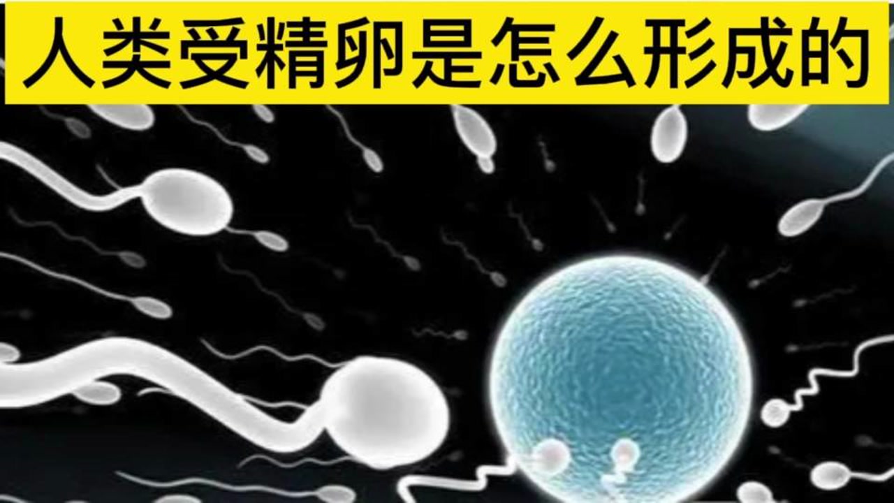 受精卵 卵子和精子的结合体 搜狗百科