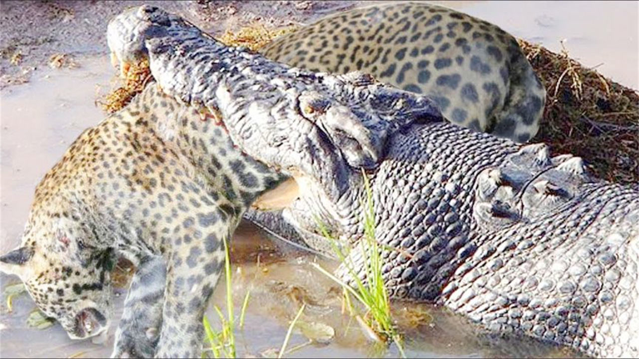 美洲豹在岸边"偷袭"鳄鱼,鳄鱼却早做好了准备,镜头拍下全过程