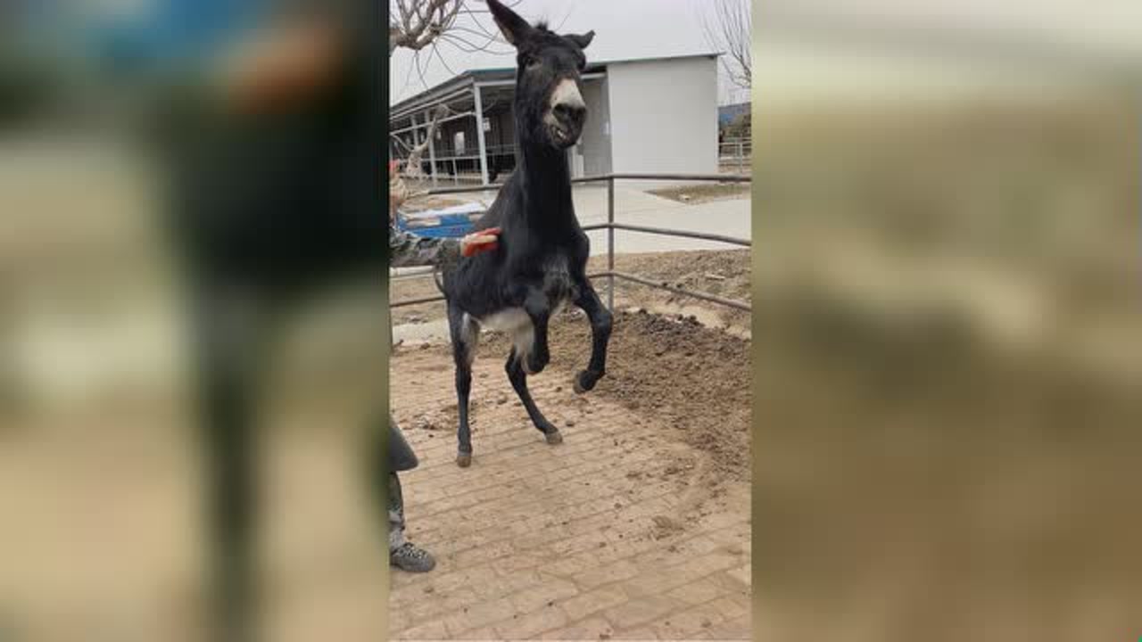 师傅给毛驴修蹄子,修完蹄毛驴双腿抬起"行大礼"