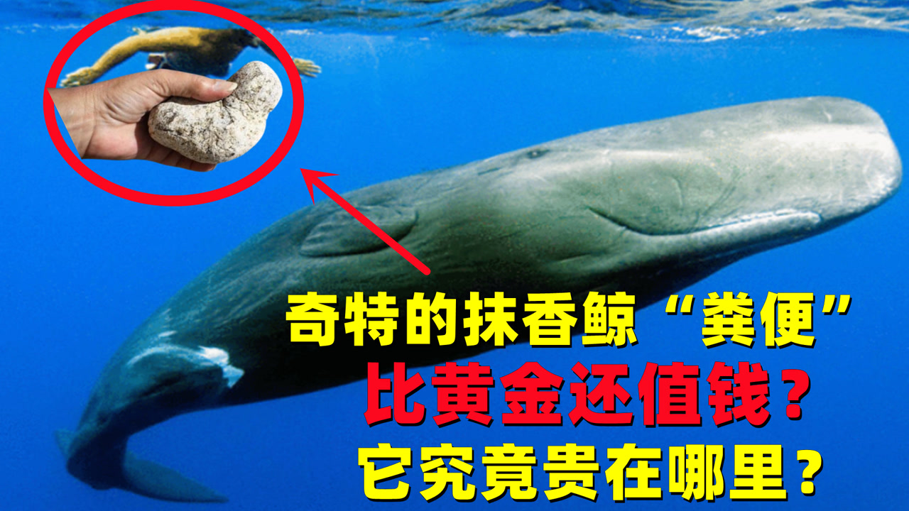 奇特的抹香鲸"粪便 比黄金还值钱?它究竟贵在哪里?