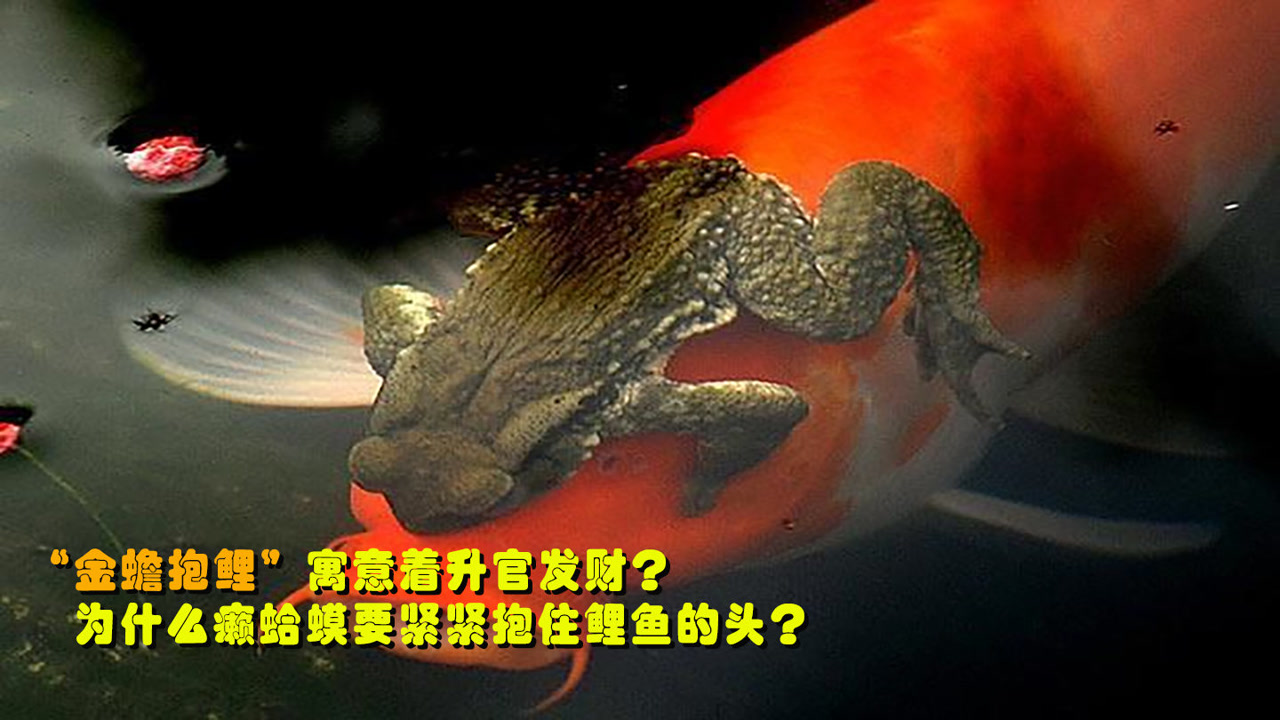 癞蛤蟆为何要抱着鲤鱼,原因竟那么惨