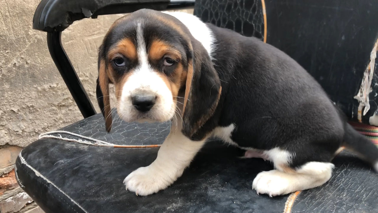 号称"大魔王"比格犬,幼犬却如此可爱,表情像极了委屈的孩子!