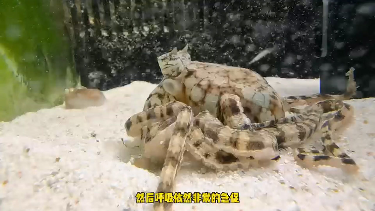 拟态章鱼 搜狗百科